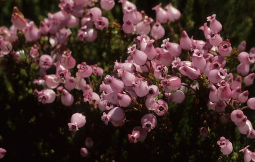 Image of Erica supranubia by (c) Tom Lloyd Evans, some rights reserved (CC BY-SA)