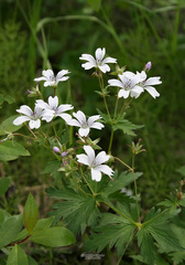 Geranium krylovii