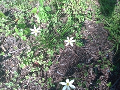 Zephyranthes candida