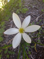 Zephyranthes candida