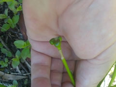 Zephyranthes candida