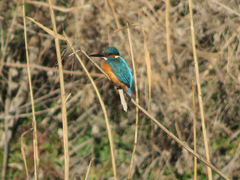 Alcedo atthis bengalensis