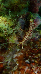 Hypselodoris maculosa