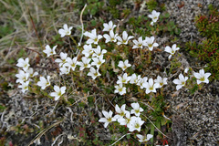 Pseudocherleria macrocarpa
