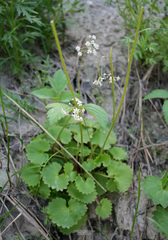 Micranthes nelsoniana aestivalis