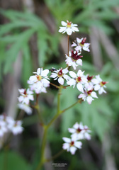 Micranthes nelsoniana aestivalis
