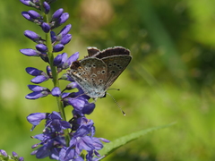 Aricia artaxerxes allous