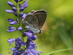 Aricia artaxerxes allous