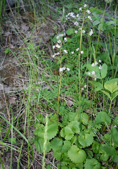 Micranthes nelsoniana aestivalis