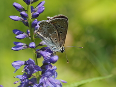 Aricia artaxerxes allous