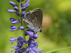 Aricia artaxerxes allous