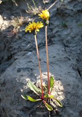 Taraxacum macilentum