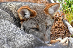 Lycalopex fulvipes