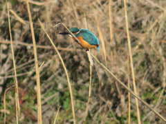 Alcedo atthis bengalensis