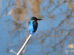 Alcedo atthis bengalensis