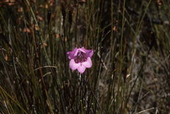 Gladiolus ornatus