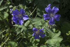 Geranium gymnocaulon