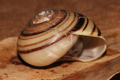 Euryladra mattea