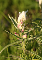 Castilleja arctica
