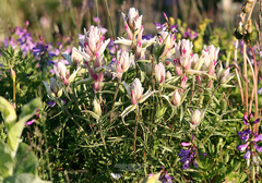 Castilleja arctica
