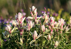 Castilleja arctica