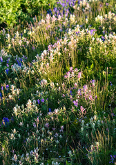 Castilleja arctica