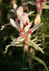 Castilleja arctica