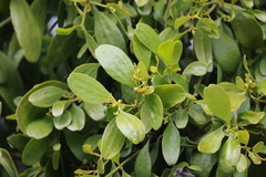 Notothixos cornifolius