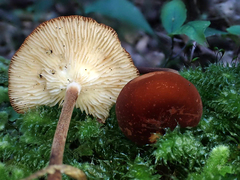 Marasmius croceus