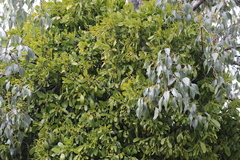 Notothixos cornifolius