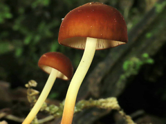 Marasmius croceus