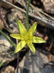 Gagea chlorantha
