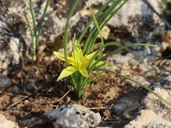 Gagea chlorantha