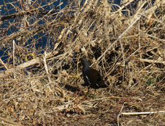 Gallinula chloropus