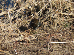 Gallinula chloropus