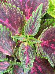 Coleus scutellarioides