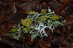 Hypogymnia gracilis
