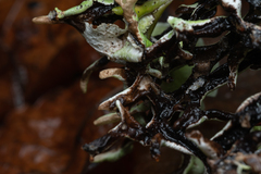 Hypogymnia gracilis