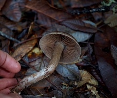Cortinarius cisqhale