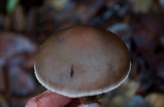 Cortinarius cisqhale