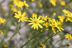 Narrow-leaved Ragwort - Photo (c) Fabien Piednoir, some rights reserved (CC BY-SA), uploaded by Fabien Piednoir
