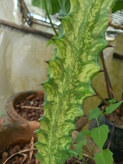 Euphorbia trigona