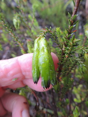Erica viridiflora viridiflora