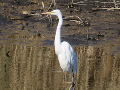 Ardea alba
