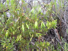 Erica viridiflora viridiflora