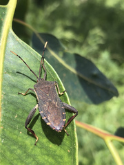 Amorbini