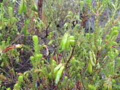 Erica viridiflora viridiflora