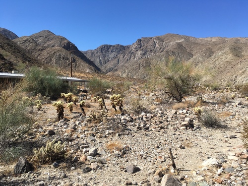 iNaturalist observation photo of Desert Bighorn Sheep