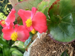 Begonia