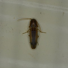 Conoderus vespertinus